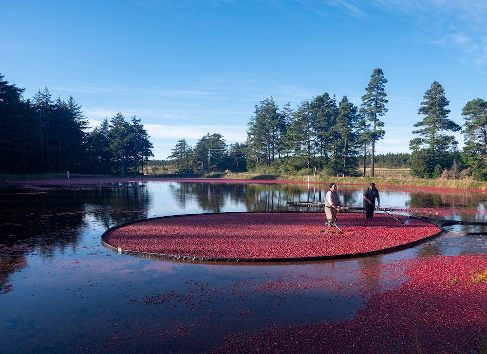 Cranberry harvesters wade in a cranberry bog, raking the fresh cranberries that are ready for harvest